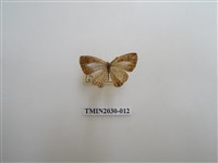 藏品(大娜波灰蝶)的圖片